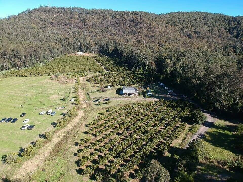 Pick Your Own Oranges Dooralong Things to do Love Central Coast
